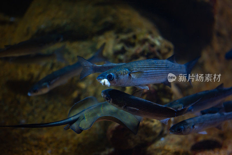 一群电蓝鲟鱼，海洋生物学中的一种鱼，在黑暗的水族馆里与十足类和甲壳类等无脊椎动物一起游泳