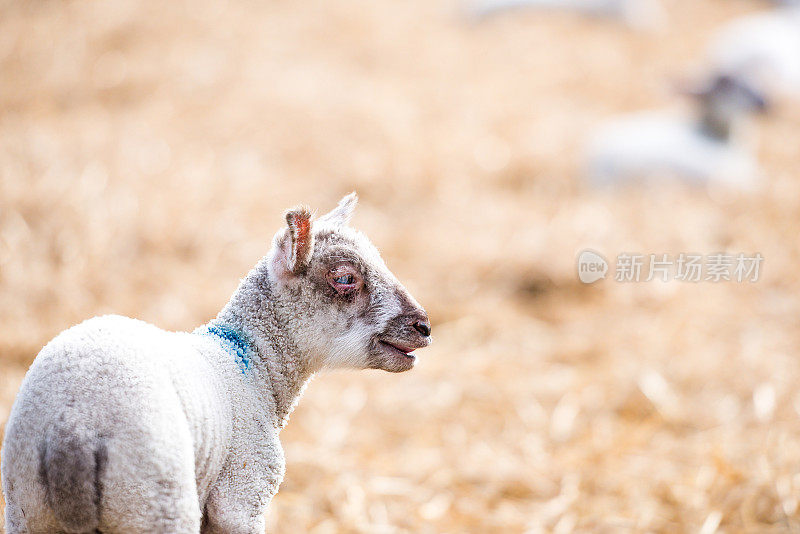 在产羔季节，小羊站在羊圈里看着镜头。