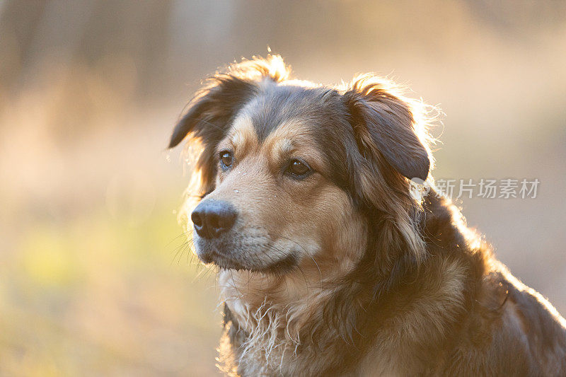 棕色可爱快乐的狗狗肖像户外在阳光明媚的日子。金毛猎犬混血狗