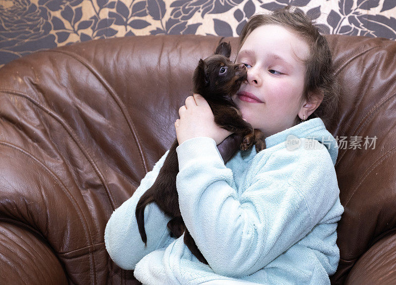 一个8岁的高加索女孩抱着一只布拉格小老鼠。