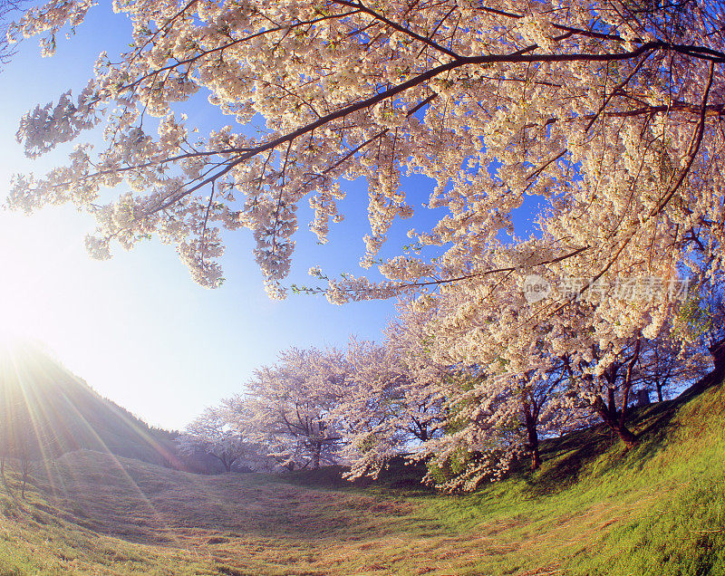 阳光下的吉野樱花树