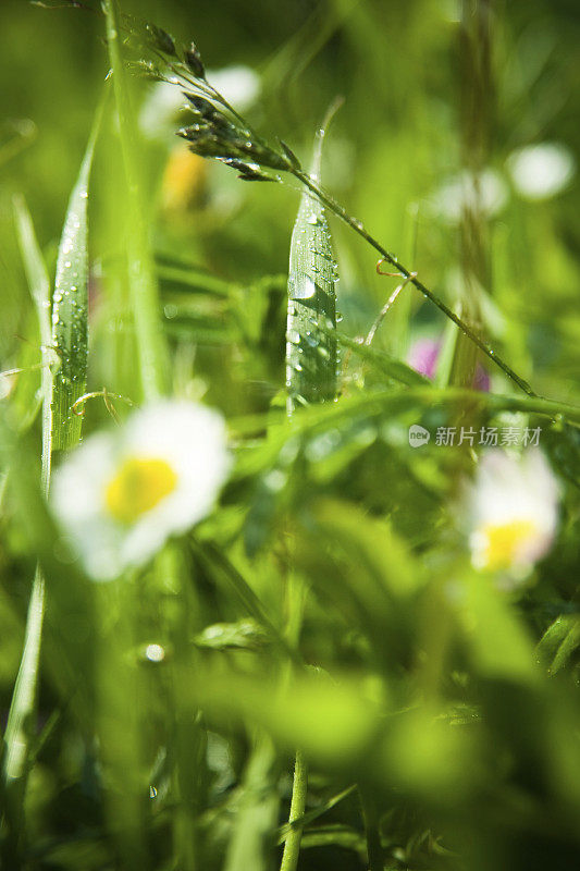 草与雨滴