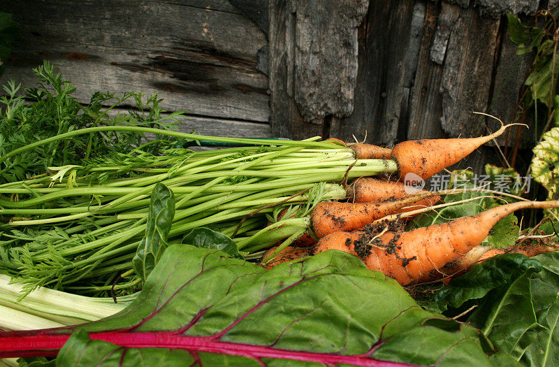 菜园胡萝卜和唐莴苣