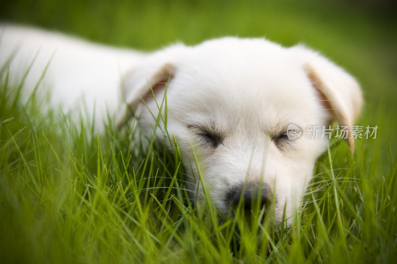 沉睡的拉布拉多寻回犬