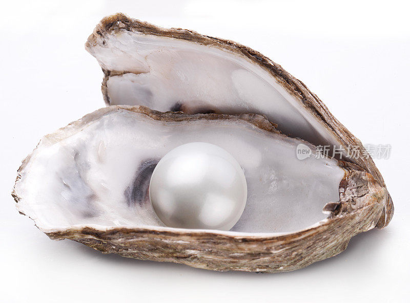 珍珠分离的牡蛎。