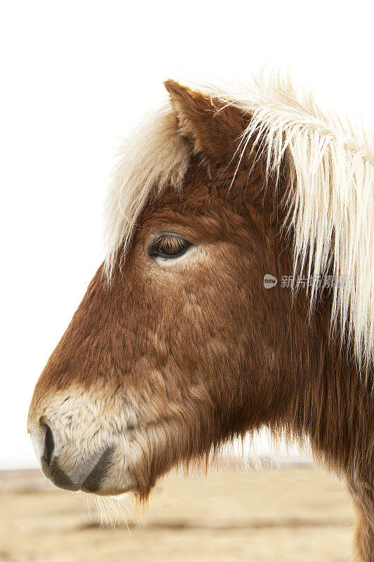 一张有着金色鬃毛的冰岛小马的肖像