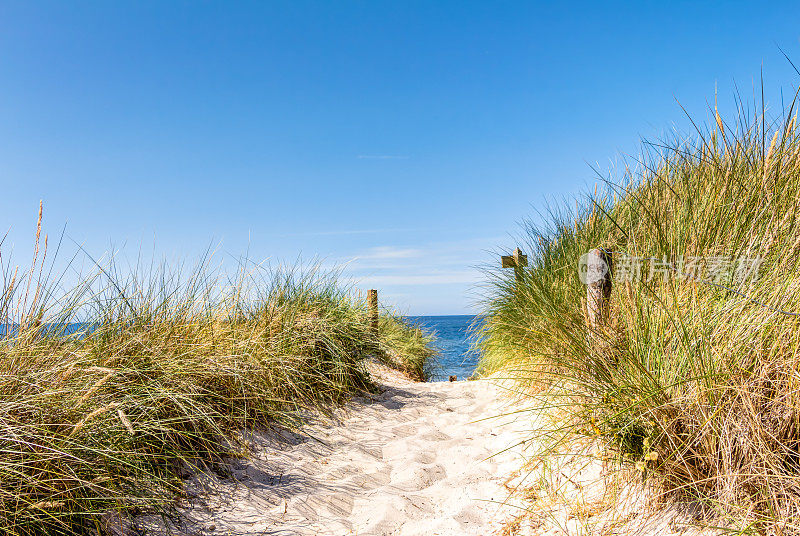 夏天有沙滩和沙丘的沙滩草