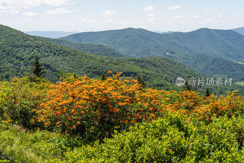 山峦中的火红杜鹃花