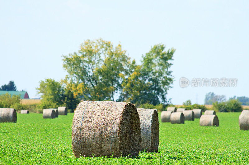 加拿大安大略省秋季海田