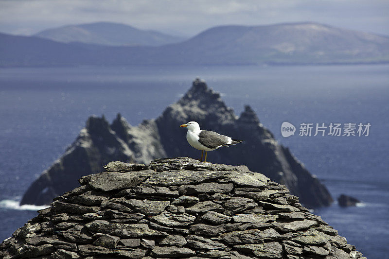 爱尔兰斯凯利格迈克尔岛上的海鸥