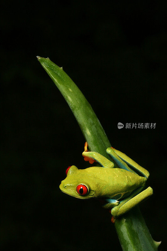 午夜起飞-红眼树蛙