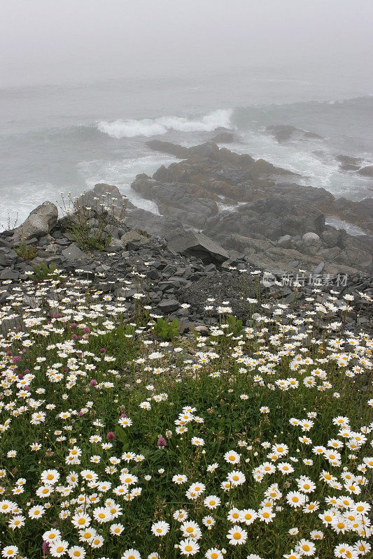 纽芬兰圣肖特的大雾和波涛汹涌的海面。