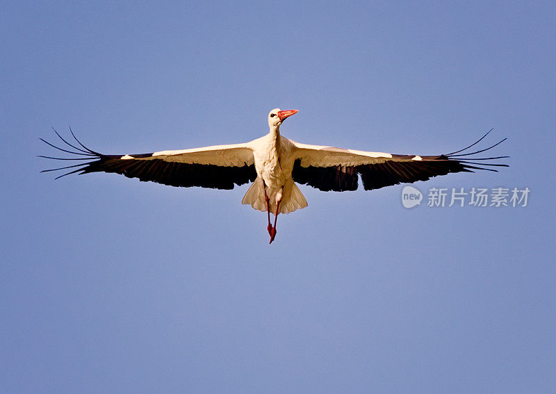 飞鹤