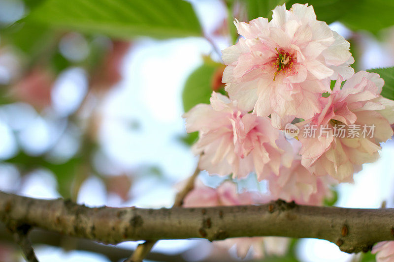 樱花。