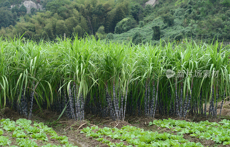 甘蔗种植园