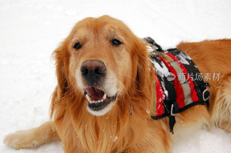 雪崩救援犬