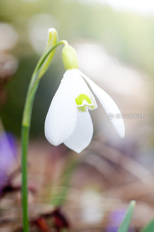 白色的雪花莲