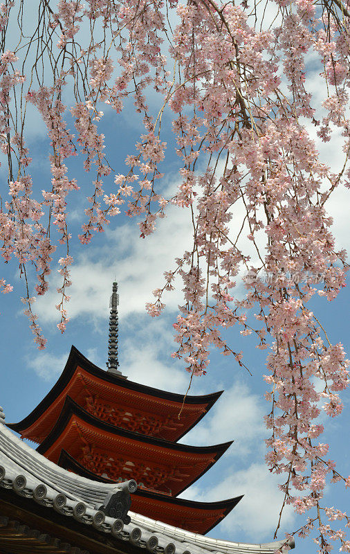 樱花,日本