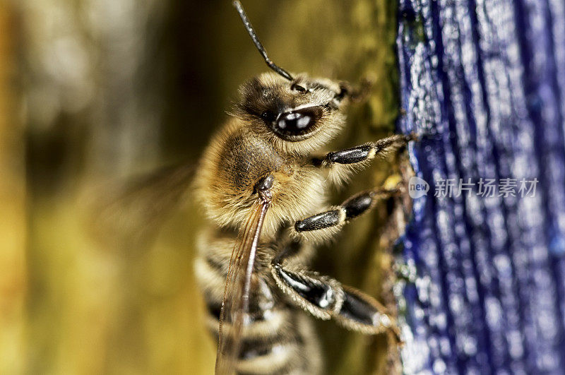 蜜蜂(意大利蜜蜂)
