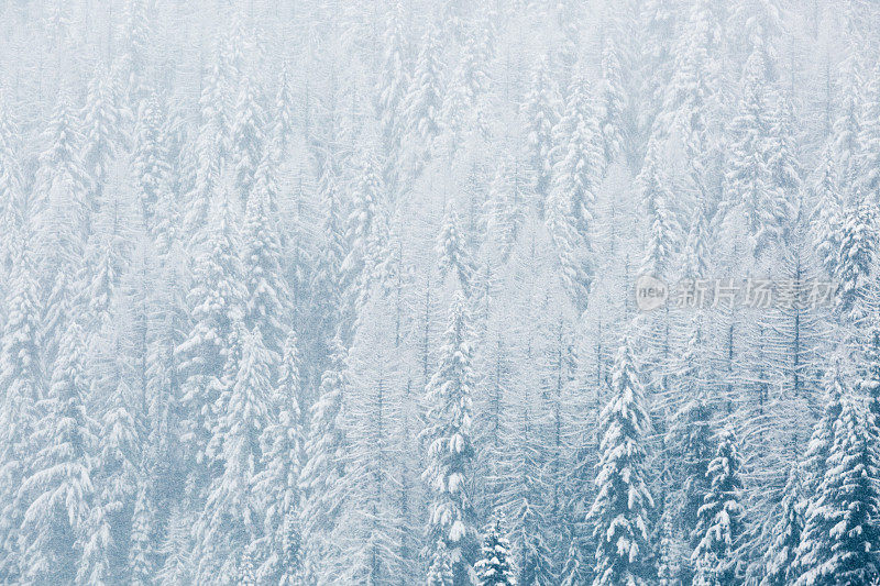 雪成群结队的森林树蒙大拿-落基山脉