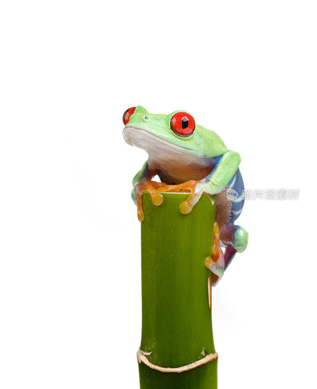 青蛙在竹
