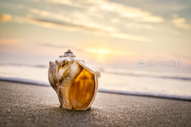 海螺壳，海滩和柔和的日出