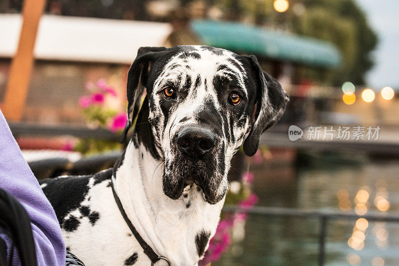 暮色中的大丹犬肖像