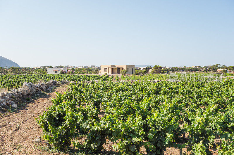 意大利西西里岛的葡萄园