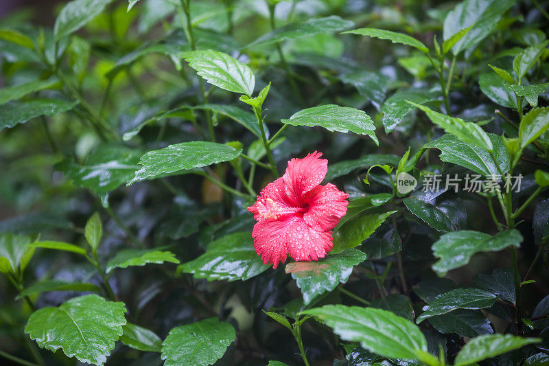 红色的芙蓉花