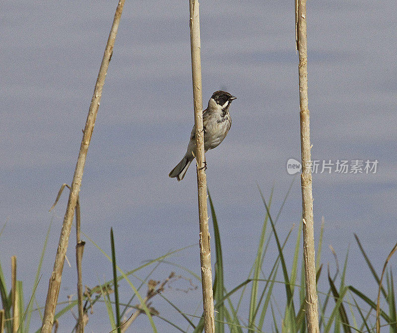 芦鹀