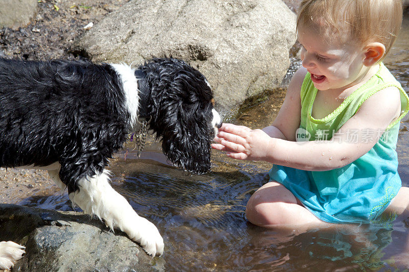 小女孩和英国小猎犬在小溪里玩耍