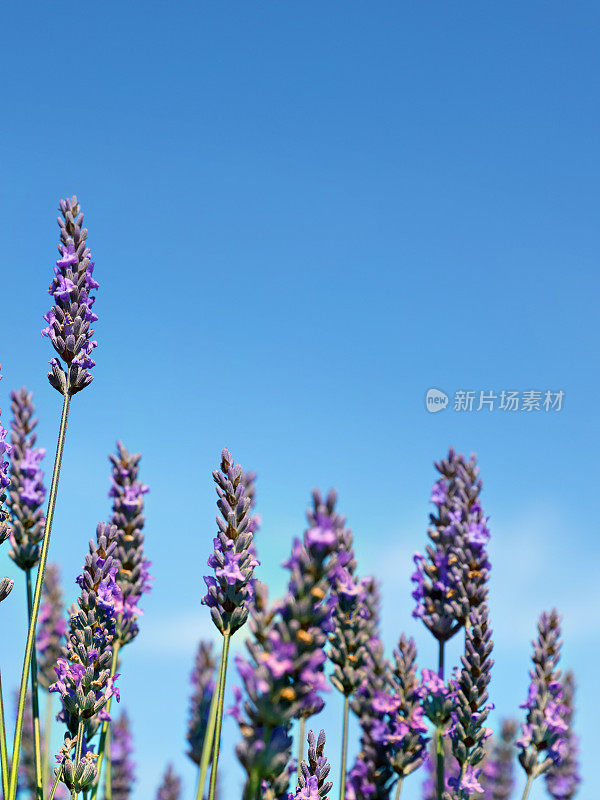 蔚蓝的天空映衬着薰衣草花