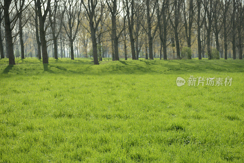 春天新鲜的草地上长满了树木