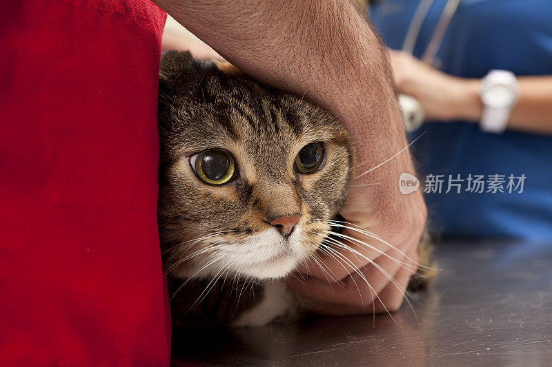 猫在动物医院等待兽医完成手术