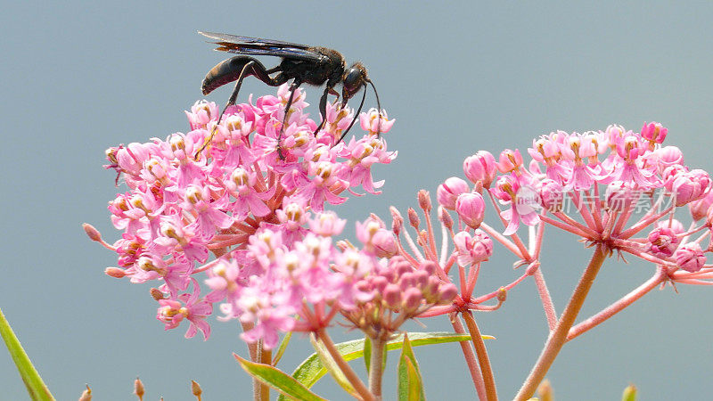 黑黄蜂采集花蜜时给花授粉