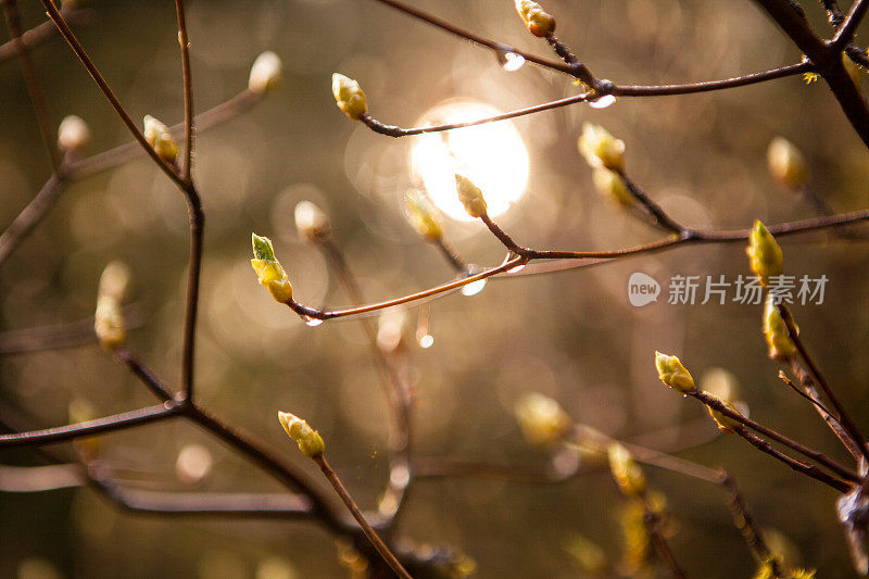 日本枫树上背光的花蕾。