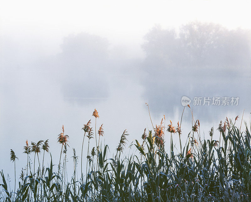 黎明。早晨，池塘岸边的芦苇。阿斯特拉罕r,俄罗斯。