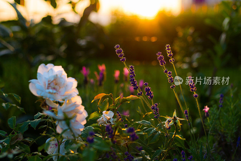 薰衣草和玫瑰花，背光的家花园