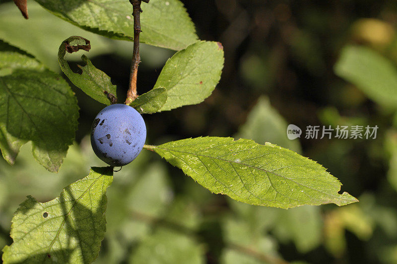 黑刺李浆果与蓝色花刺李复制空间