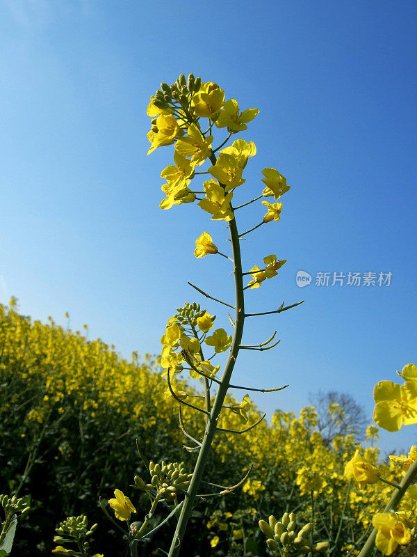 生物能源