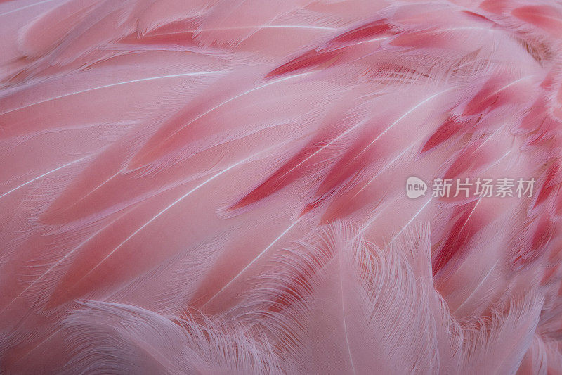 粉红色的羽毛
