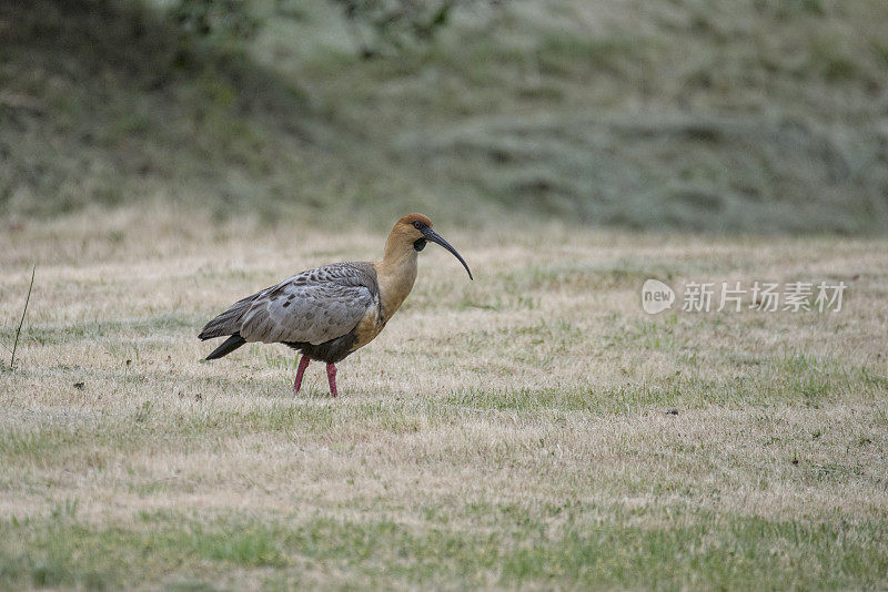 黑面宜必思