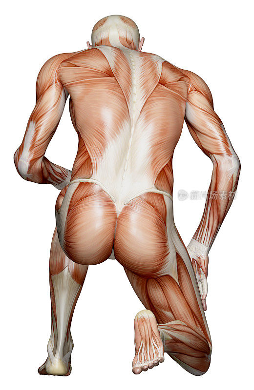 一个跪着的男人肌肉发达的背部