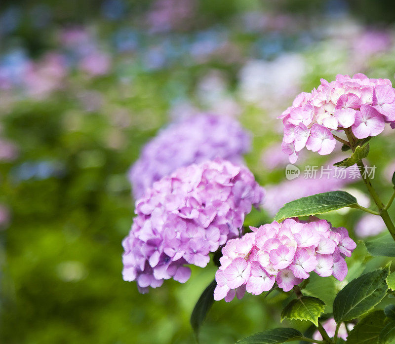 紫绣球花