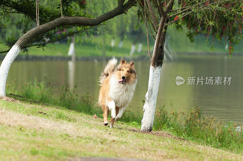 柯利粗野的狗跑