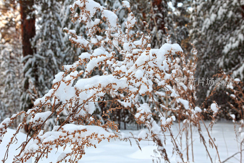 雪中干燥的山艾树枝