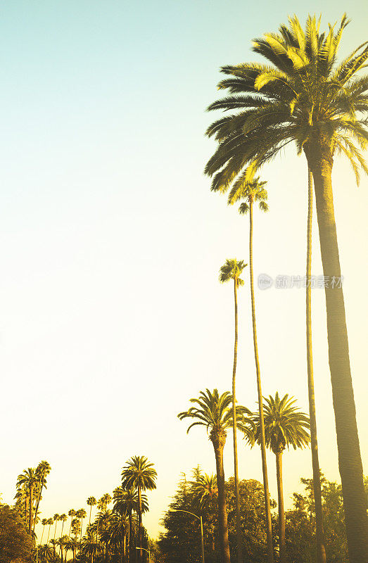加州日落时的棕榈树