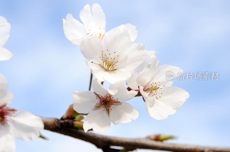 日本樱花