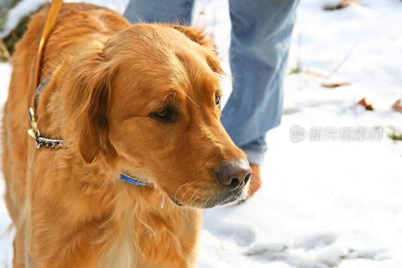 人类最好的朋友:在雪地里遛金毛猎犬的人