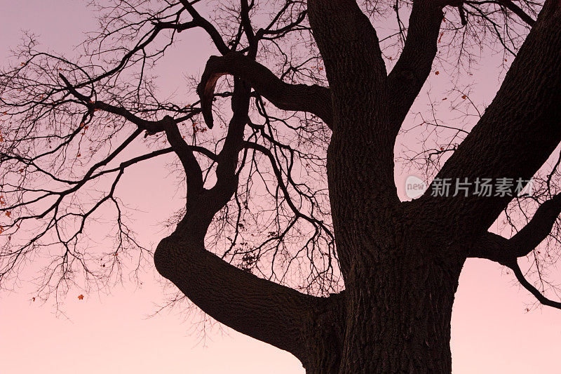 黎明时分的大枫树